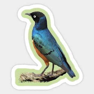 Starling in Arica Sticker